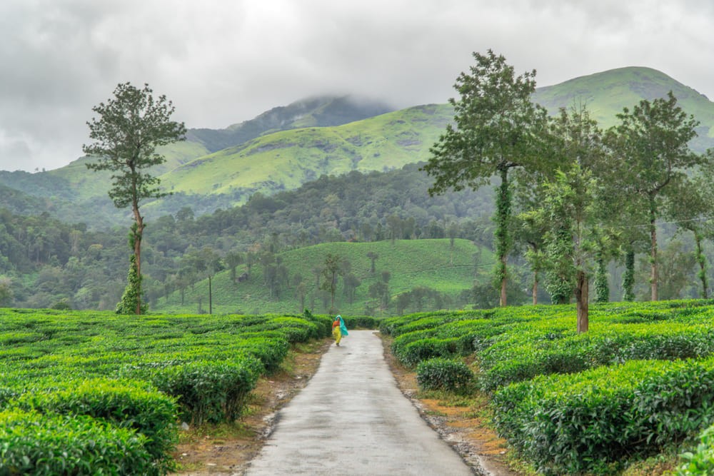 Why Choose Wayanad For Your Holidays620b99bd34f7c